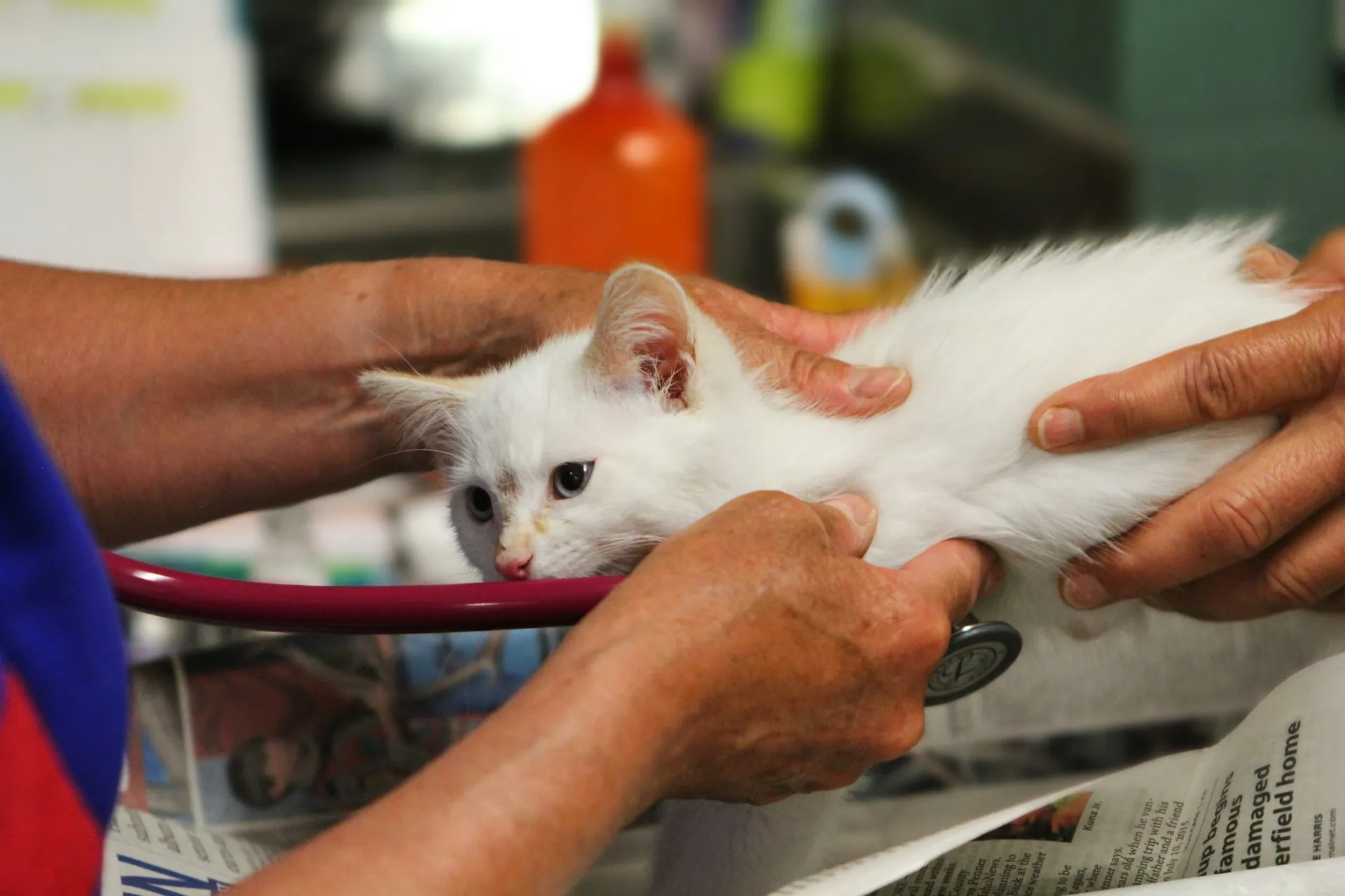 On-Call Veterinarian